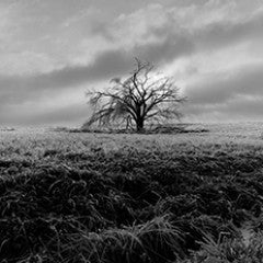 Roger Spohn