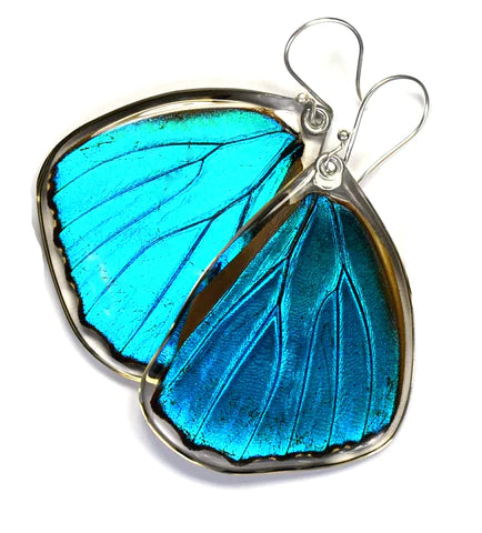Petal Connection - Butterfly Earrings | Blue Morpho Menelaus (Bottom Wing) #0075-B-ER