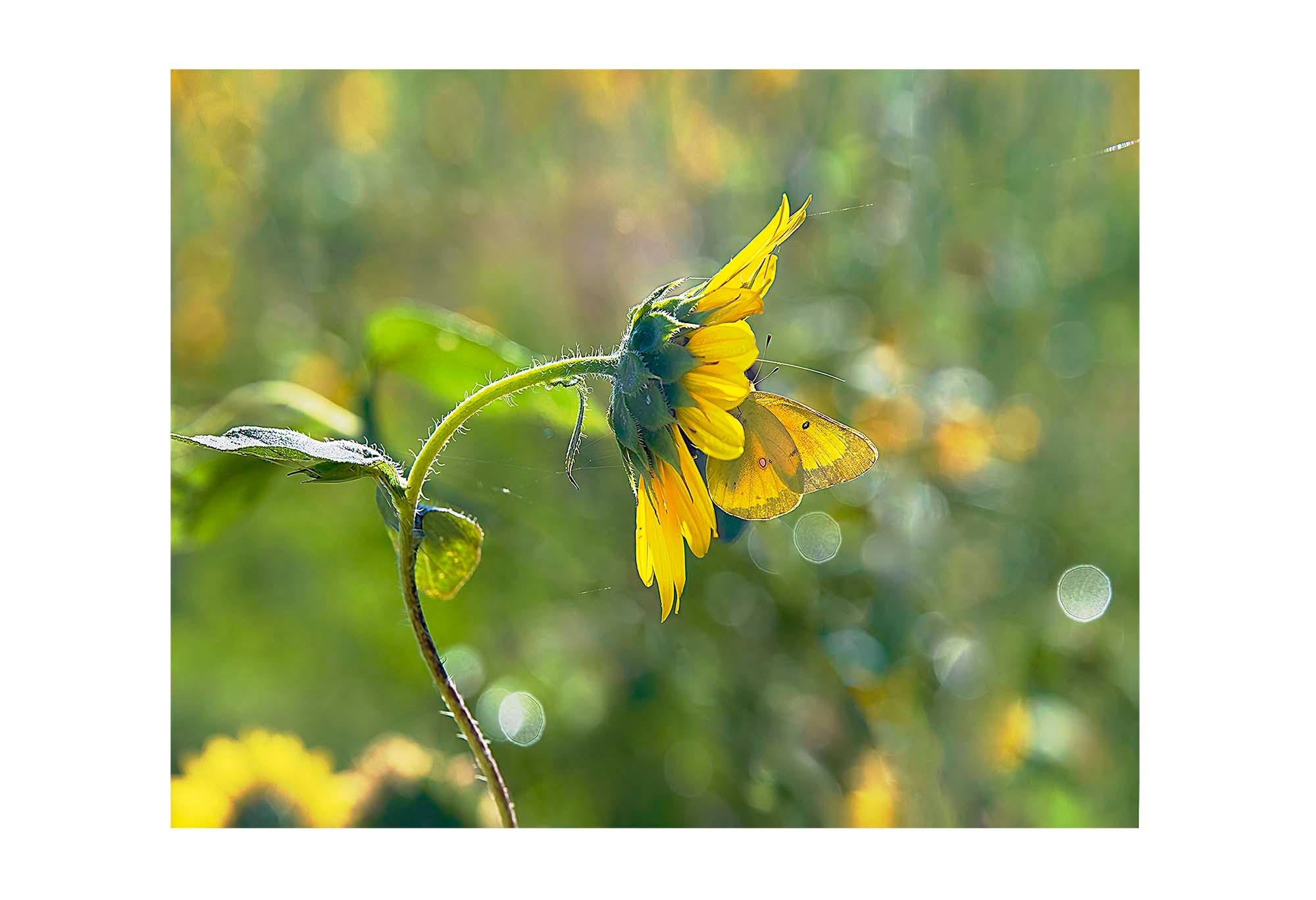 Betsy Forcade - 'Communion' (2023) - Archival Pigment Print (Assorted Sizes)