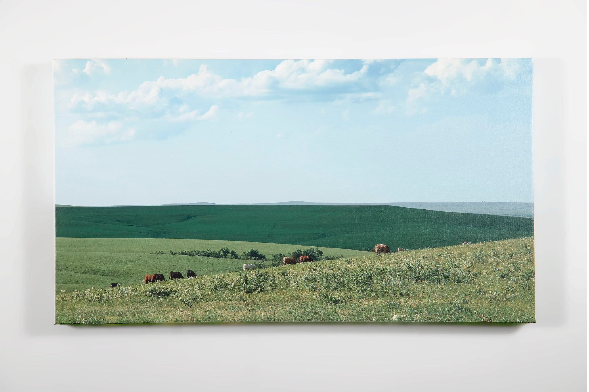 Betsy Forcade - 19" x 36" Canvas Print on Stretcher Frame - 'Feeding Green' (2025)