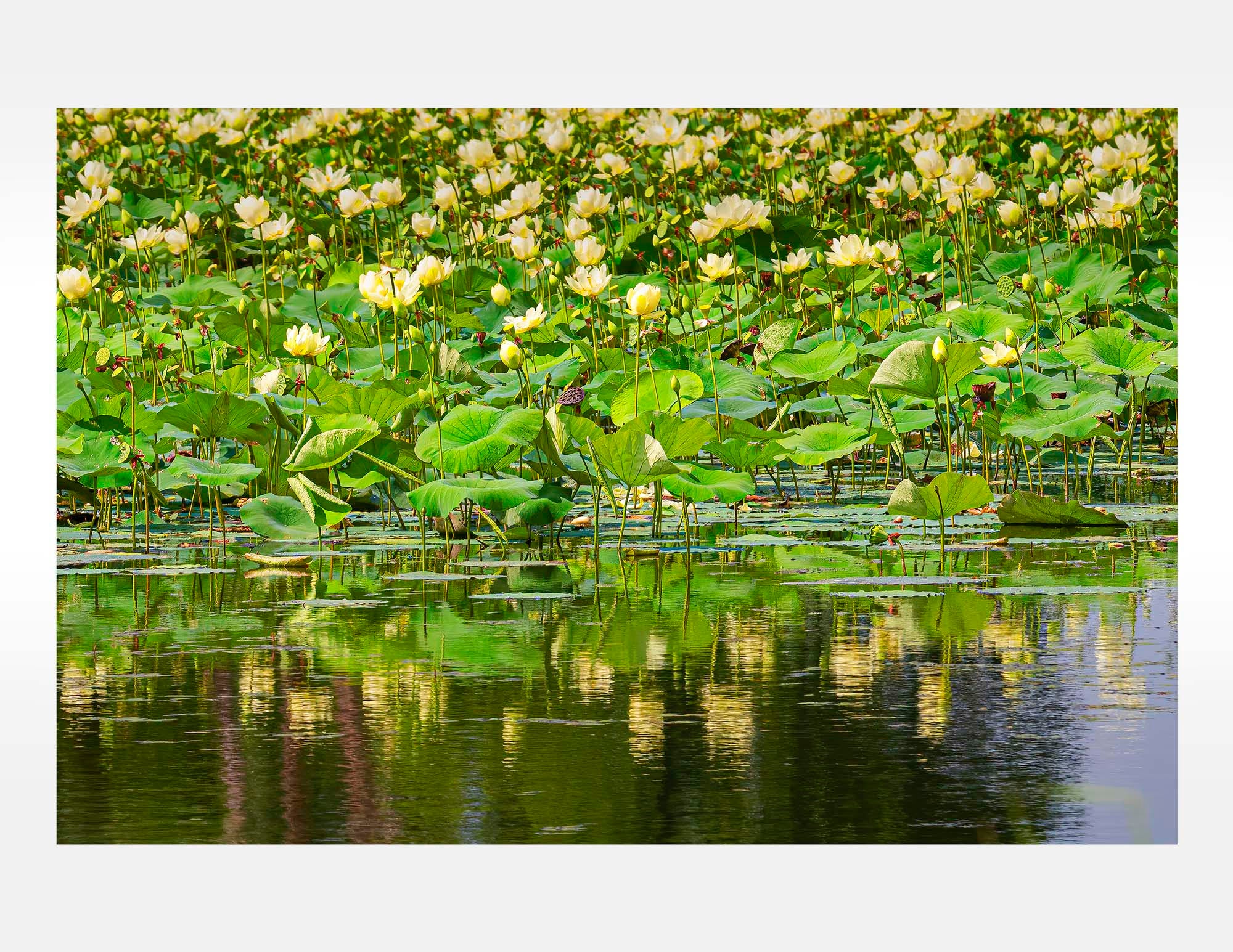 Betsy Forcade - 'Floating Above' (2024) - Archival Pigment Print (Assorted Sizes)