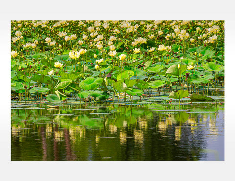 Betsy Forcade - 'Floating Above' (2024) - Archival Pigment Print (Assorted Sizes)