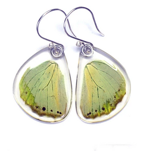 Petal Connection - Butterfly Earrings | Green Charaxes (Bottom Wing) #BU-0145-B-ER