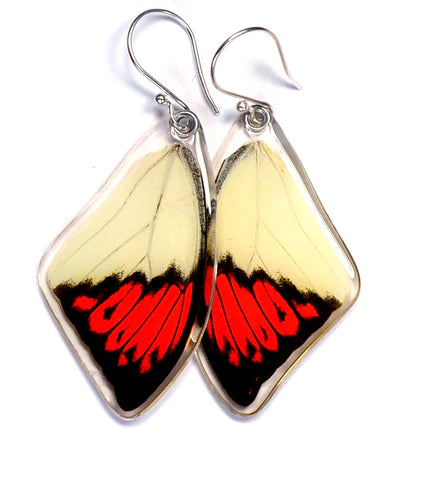 Petal Connection - Butterfly Earrings | Hebomoia Glaucippe (Top Wing) #0101-T-ER