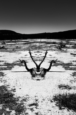 Jason Dailey - 12"x 18" Unframed Photographic Art - 'That Which Survives'