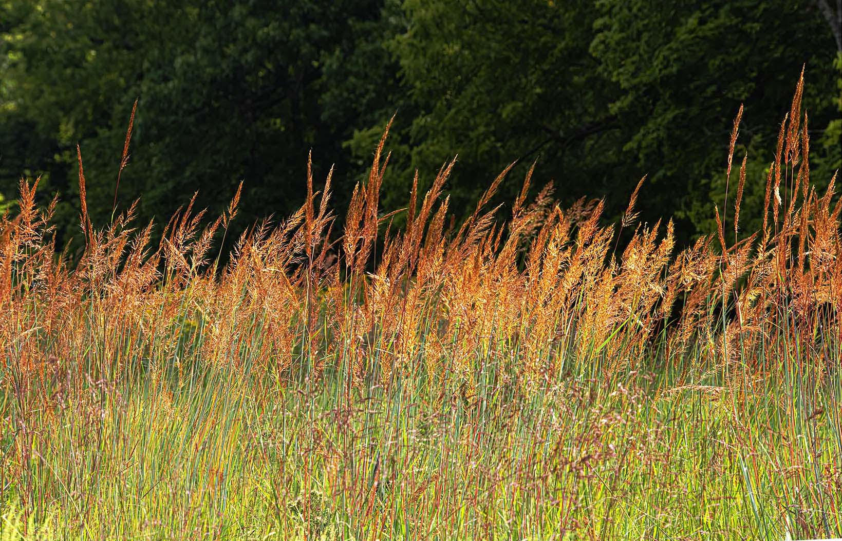 Betsy Forcade - 'Native Dancers' (2022) - Archival Pigment Print (Assorted Sizes)
