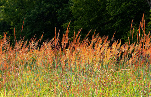 Betsy Forcade - 'Native Dancers' (2022) - Archival Pigment Print (Assorted Sizes)