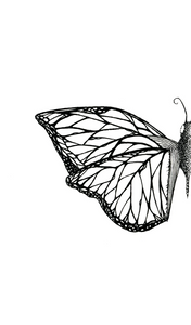 Seth Pitt - 5" x 7" Print - 'Flutterby' #F915