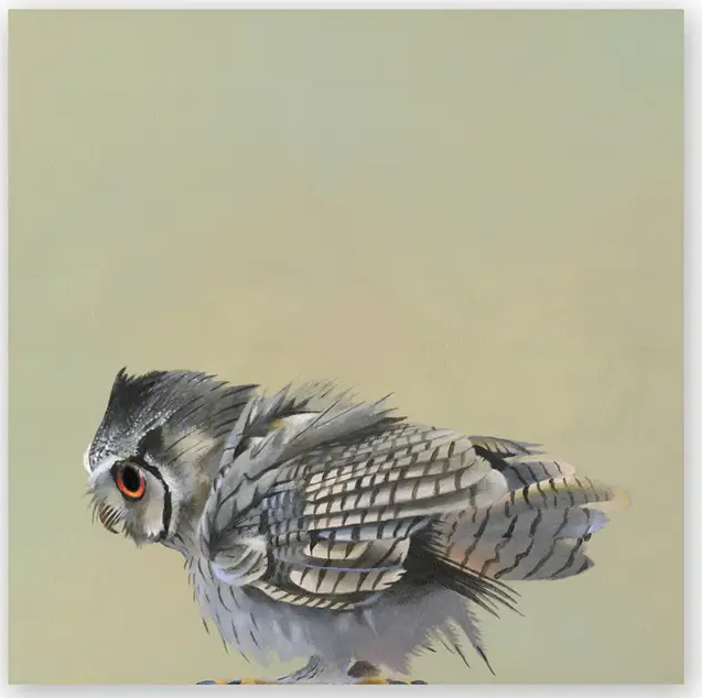Mincing Mockingbird - Wings on Wood - 10" X 10" Print on Wood - 'Scops Owl'  #W6008
