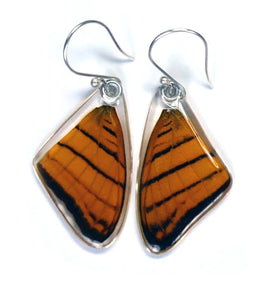 Petal Connection - Butterfly Earrings | Orange Daggerwing (Top Wing) #0315-T-ER